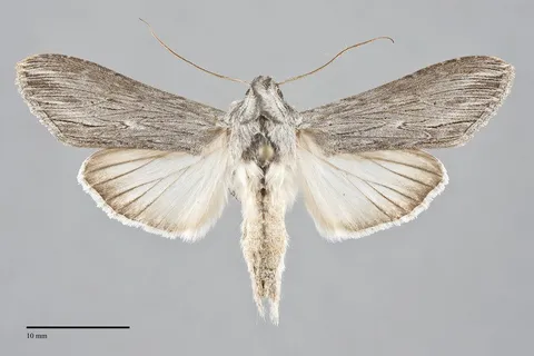 Cucullia speyeri
