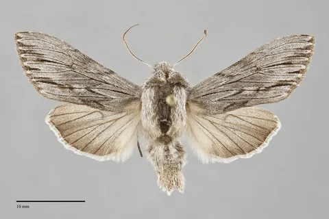 Cucullia strigata