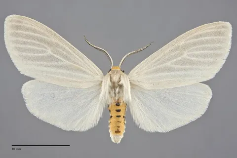 Cycnia oregonensis