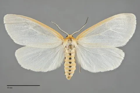 Cycnia tenera