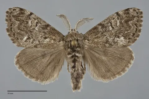 Dasychira grisefacta