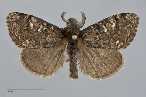 Dasychira plagiata