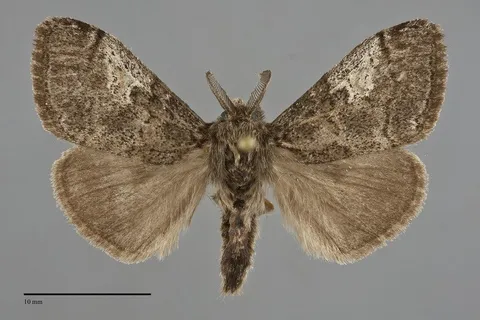 Dasychira vagans