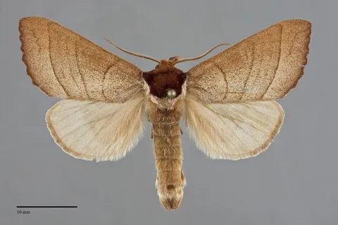 Datana californica