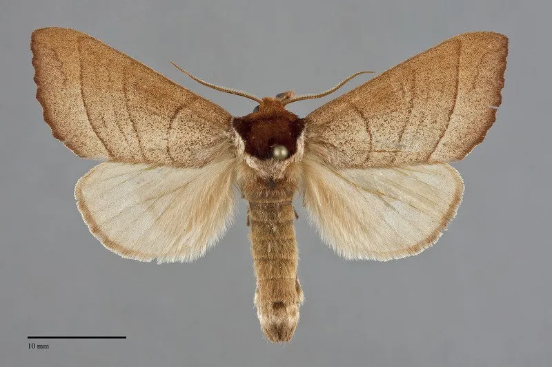 Datana californica