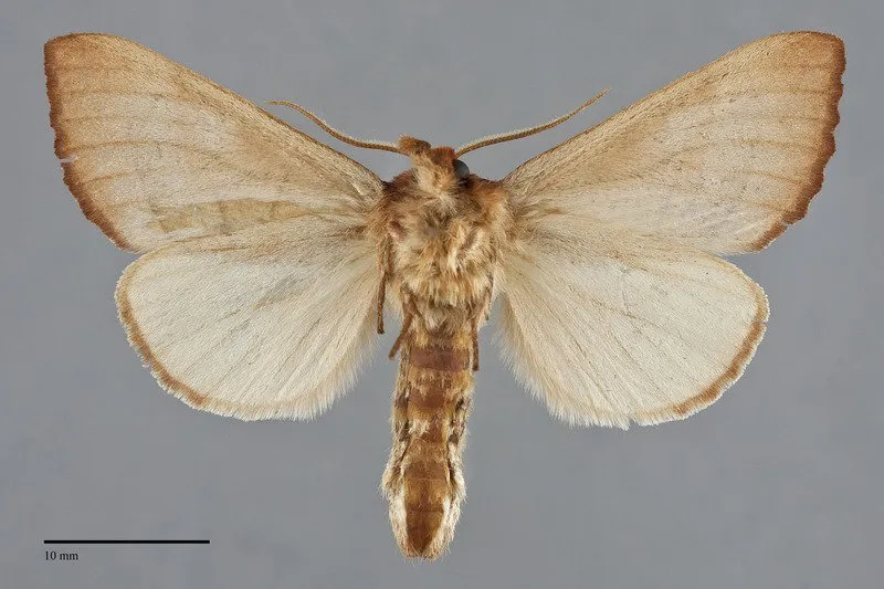 Datana californica