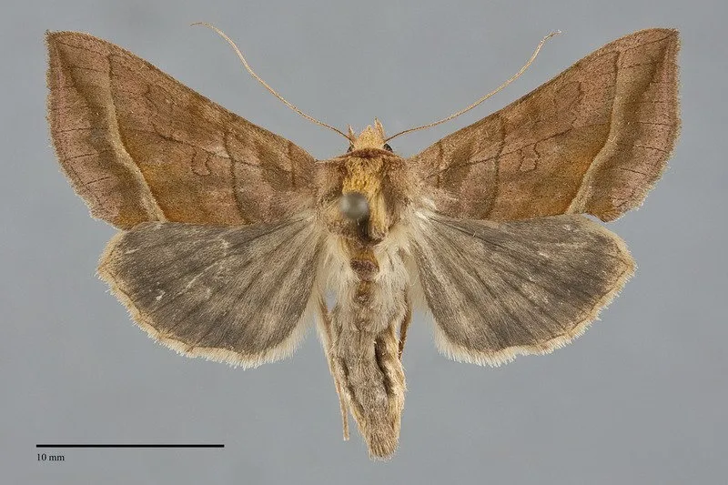 Diachrysia aereoides