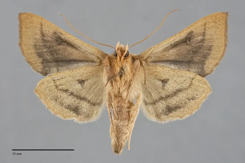 Diachrysia aereoides