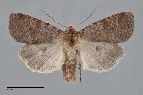 Diarsia dislocata