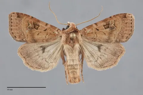 Diarsia esurialis