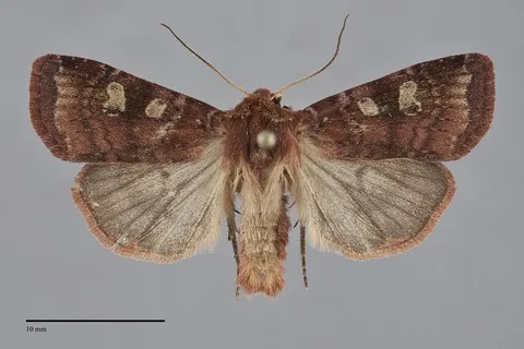 Diarsia rosaria