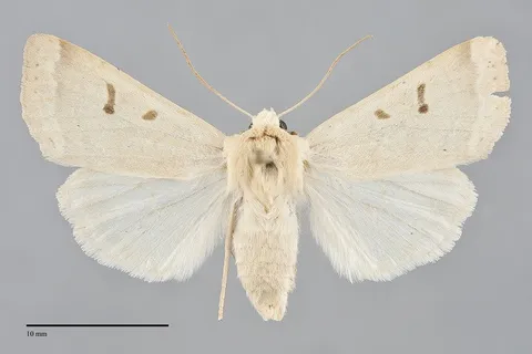 Dichagyris variabilis