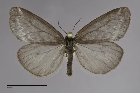 Dodia albertae
