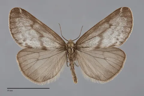 Dodia tarandus