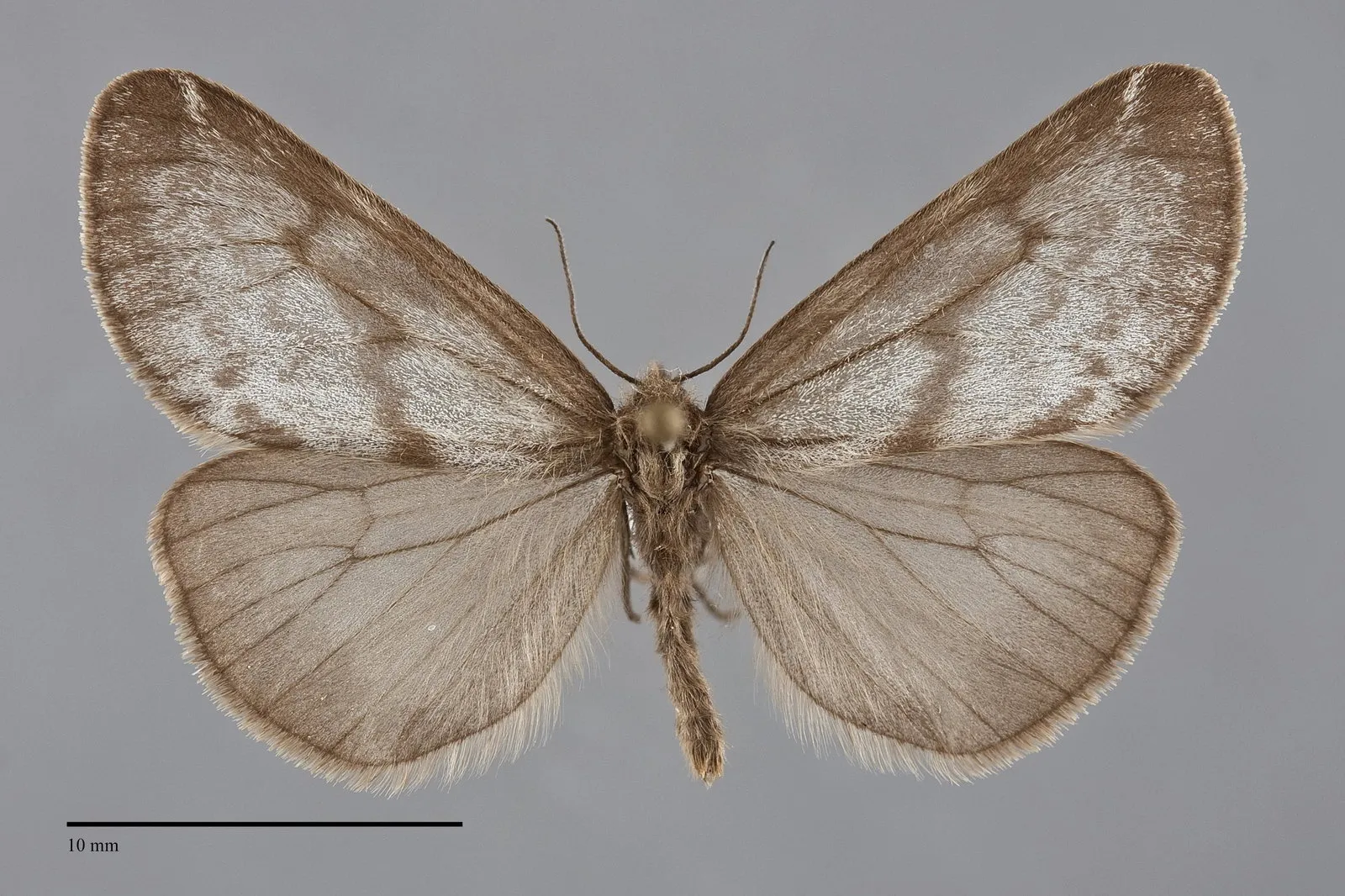 Dodia tarandus
