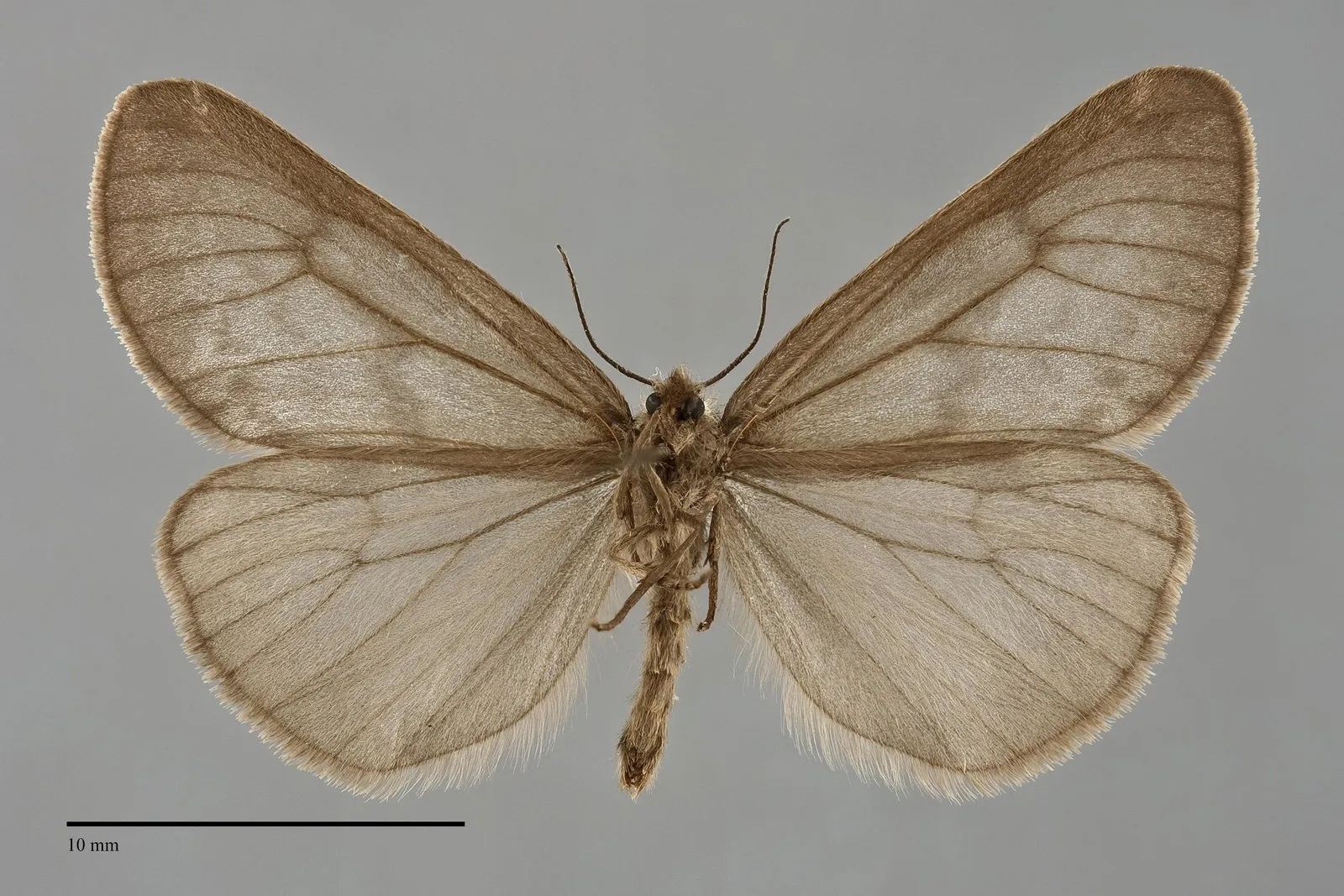Dodia tarandus