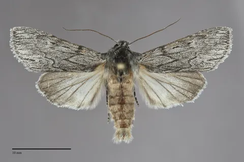 Dolocucullia dentilinea