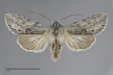 Dolocucullia poolei