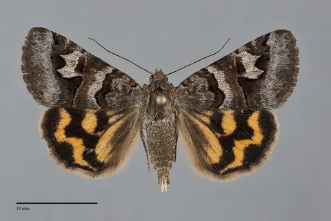 Drasteria adumbrata