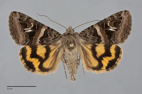 Drasteria divergens