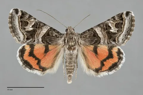 Drasteria hastingsii