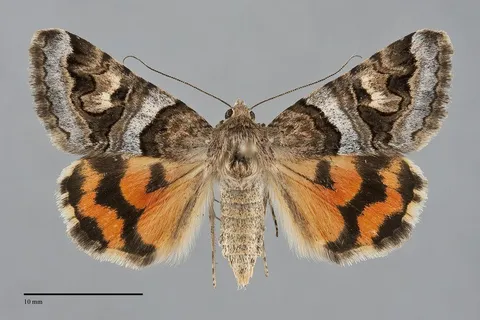Drasteria howlandii