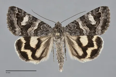 Drasteria hudsonica