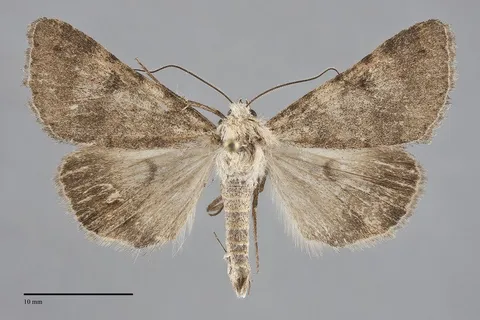 Drasteria inepta