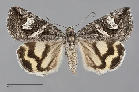 Drasteria maculosa