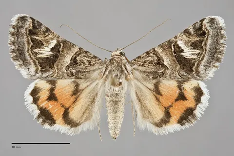 Drasteria mirifica