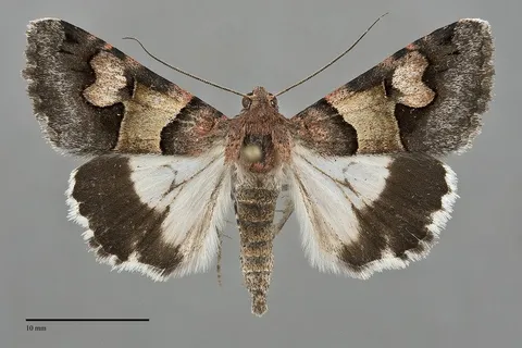 Drasteria pallescens