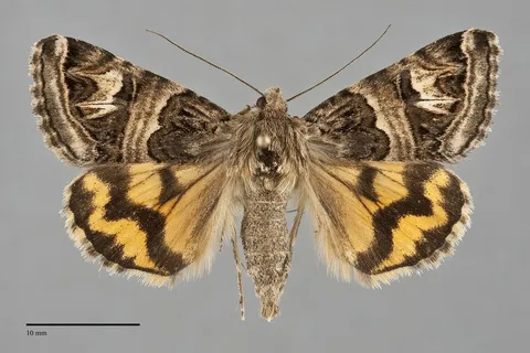Drasteria parallela
