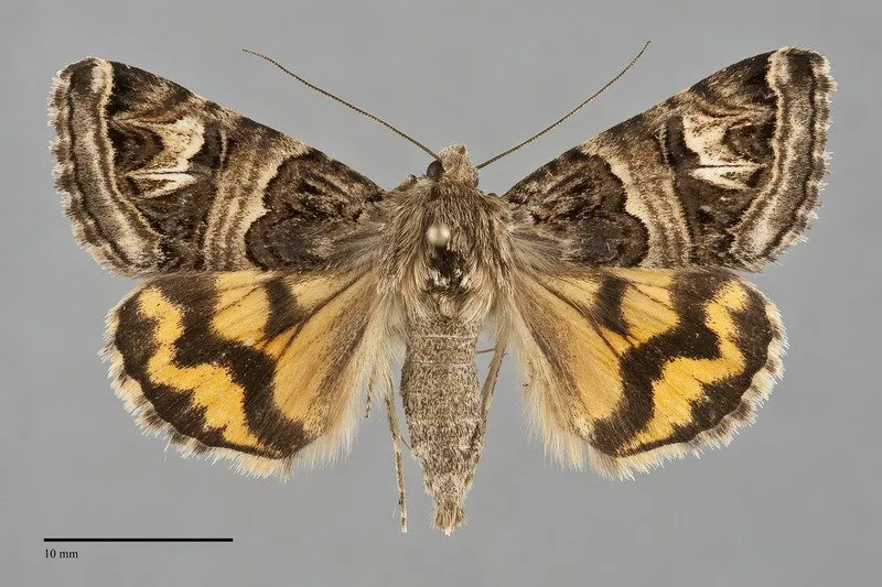 Drasteria parallela