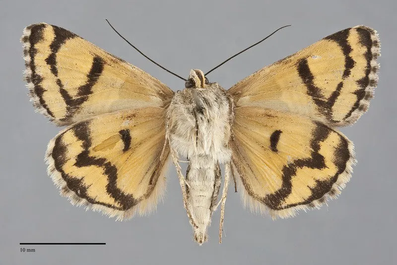 Drasteria parallela