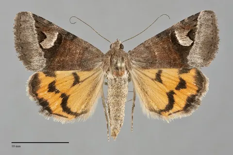 Drasteria perplexa
