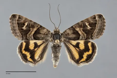 Drasteria petricola