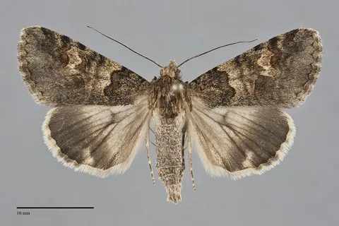 Drasteria sabulosa