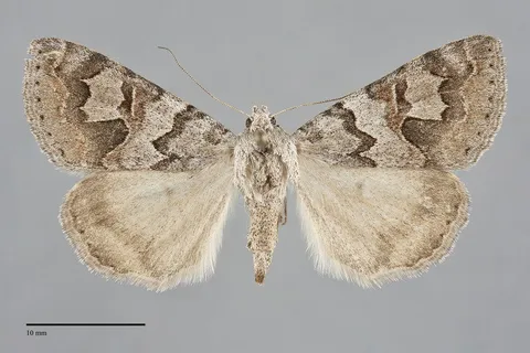Drasteria scrupulosa