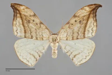 Drepana arcuata