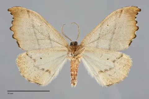 Drepana bilineata