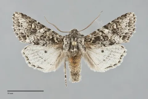Egira cognata