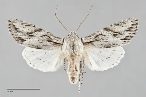 Egira crucialis