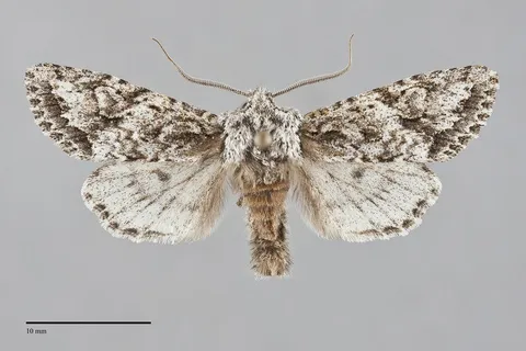 Egira februalis
