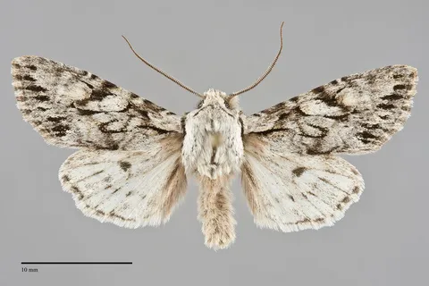 Egira simplex