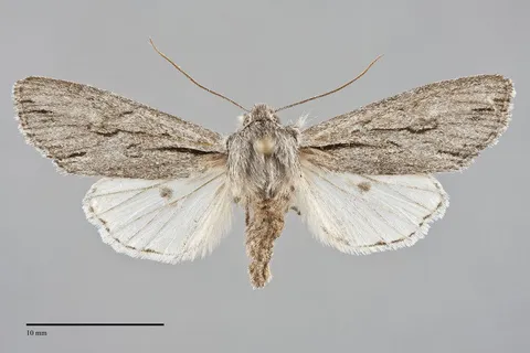 Egira vanduzeei