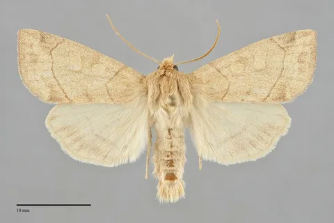 Enargia decolor