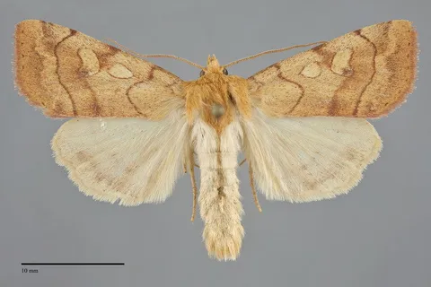 Enargia fausta