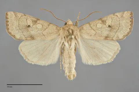 Enargia infumata
