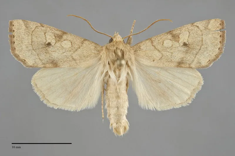 Enargia infumata