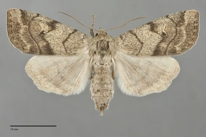 Enargia infumata